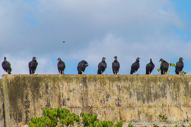 turkey vulture